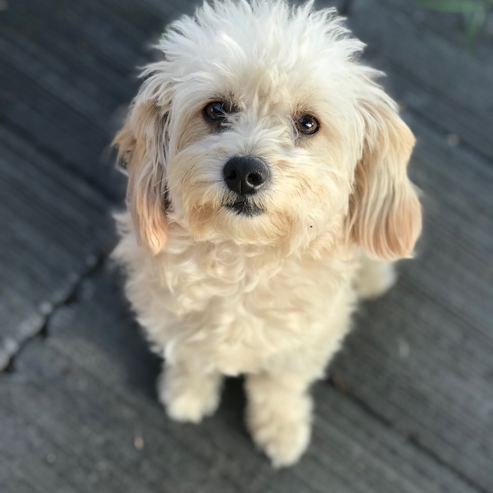 Meet your Posher, Sheryl